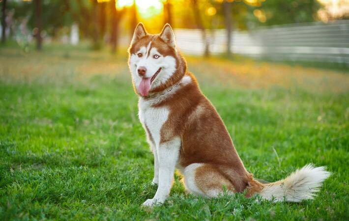 siberian husky sitting outside