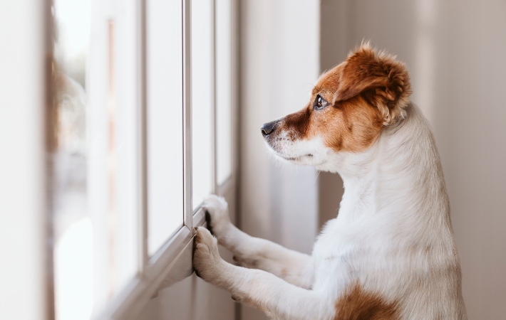 dog looking out window