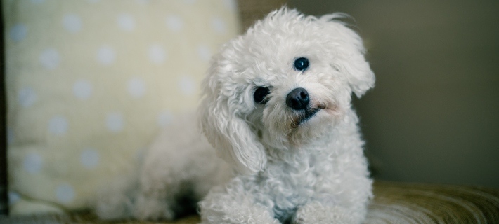 little white dog tilting head on couch