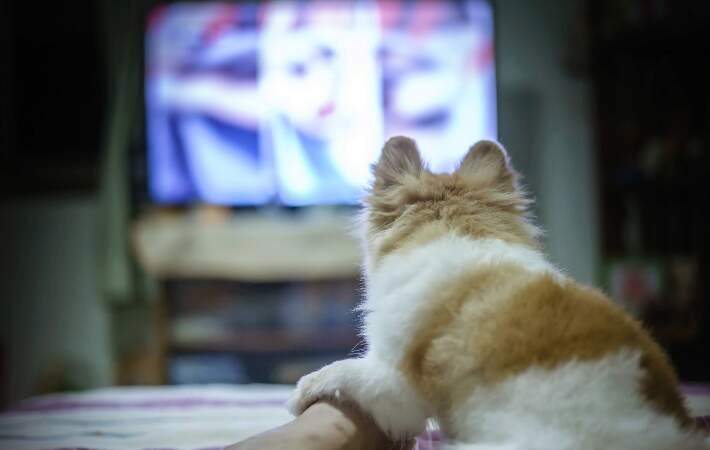pomeranian dog watching tv
