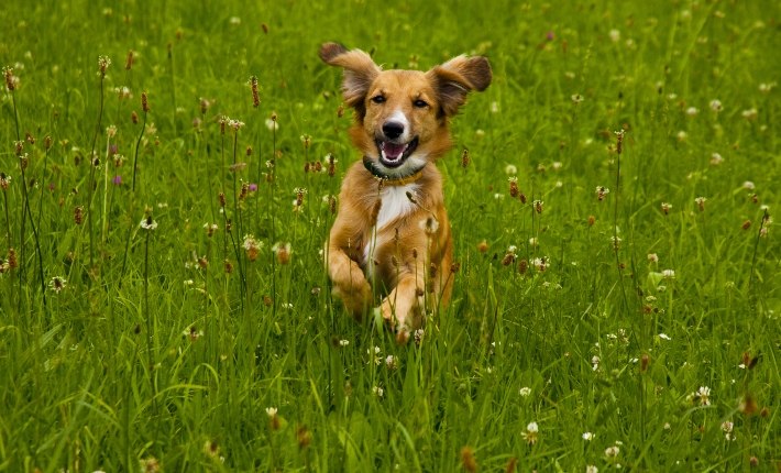 dog playing in field