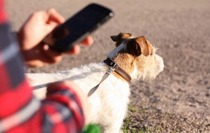 dog-on-leash-outside