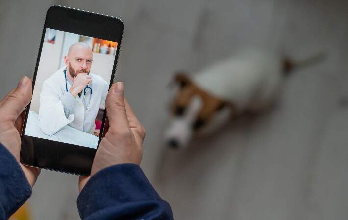 dog-veterinarian-on-phone
