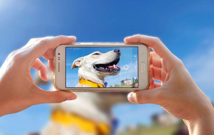 photo-of-dog-on-phone