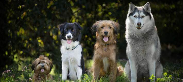 Four dogs sitting in grass with trees in the background