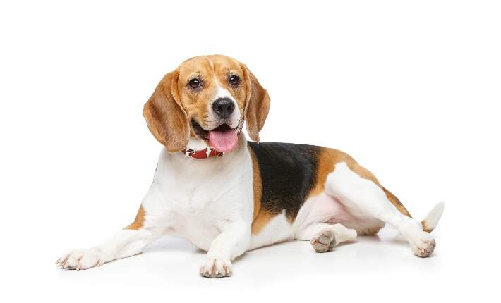 beagle-white-background