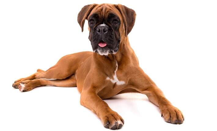 boxer-white-background