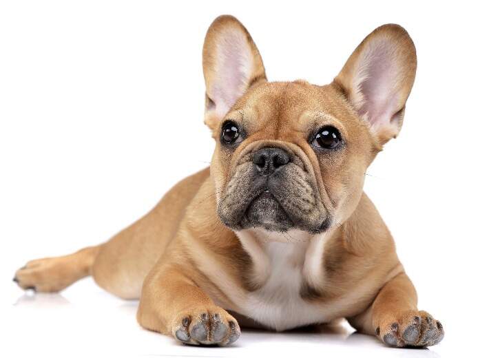 french-bulldog-white-background