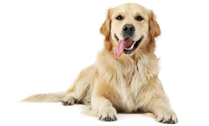 golden-retriever-white-background