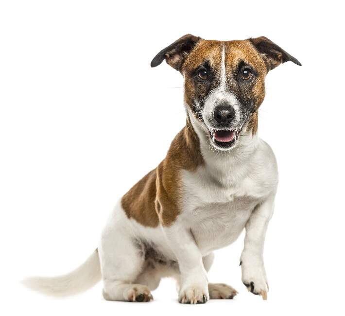 jack-russell-terrier-white-background