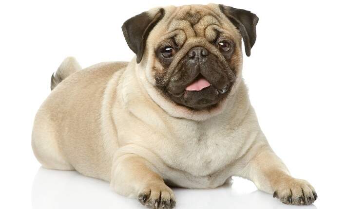 pug-white-background