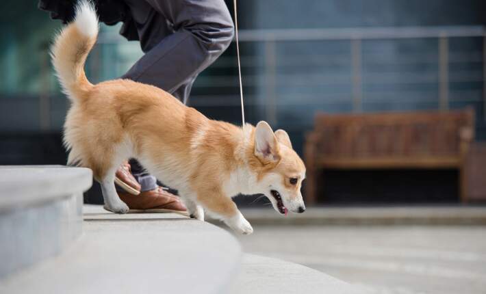 Corgi running down steps on leash