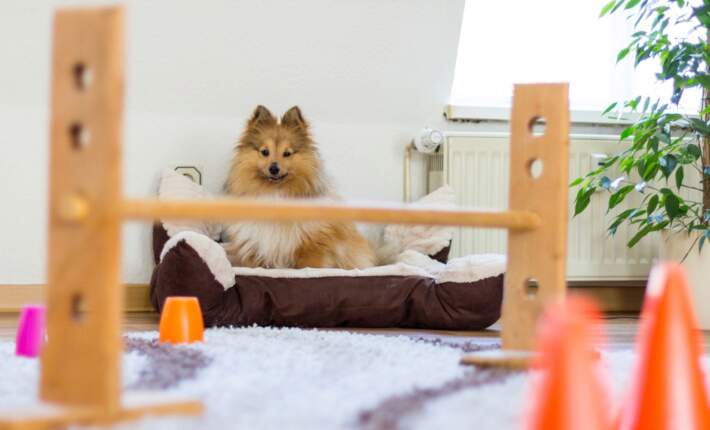 Dog facing obstacle course