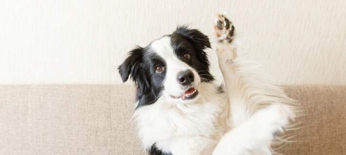 Black and white dog with paw raised