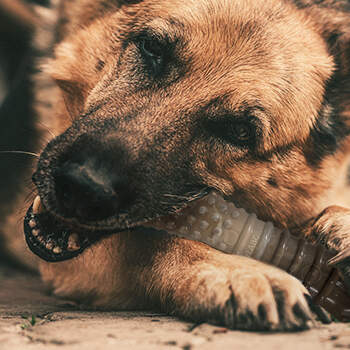 channing tatum dog movie