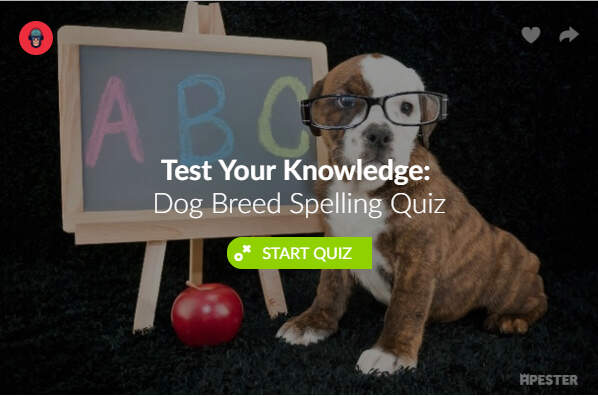 dog-breed-spelling-quiz