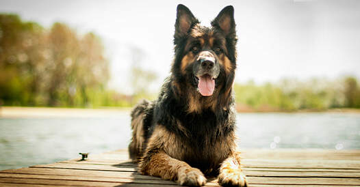 German Shepherd sitting on a dock
