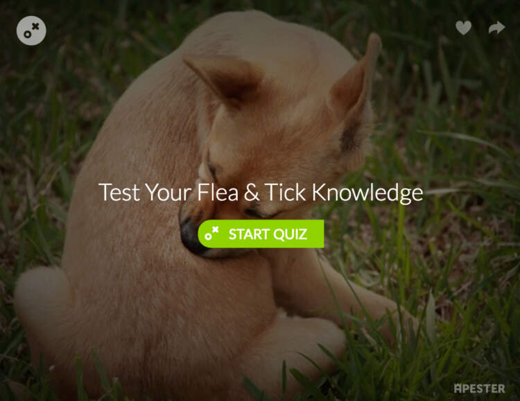 Test Your Flea & Tick Knowledge
