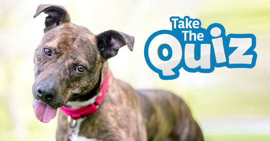 Take the Quiz graphic with dog with its tongue out