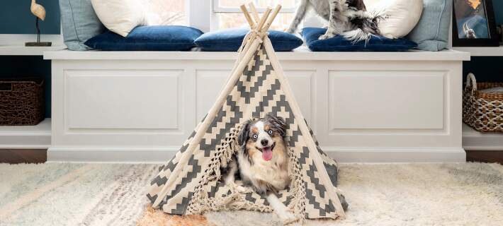 How to Prevent Internal Parasites in Dogs