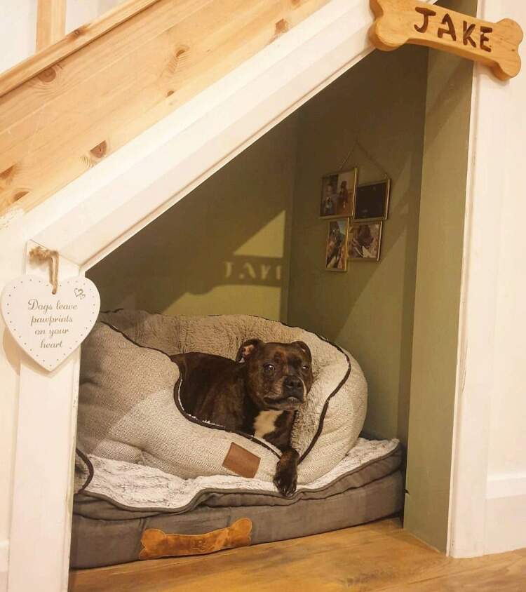 dog sitting on bed under stairs