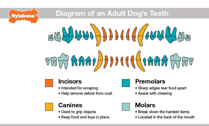 Dog Teeth Eruption Chart