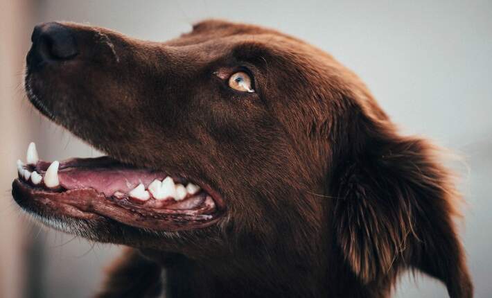 Brown Dog Smiling