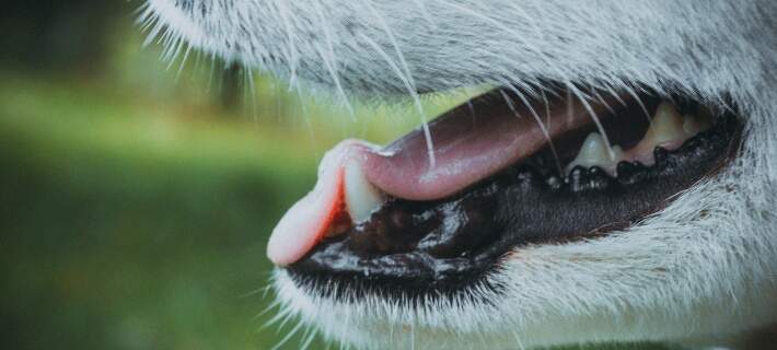 dog teeth