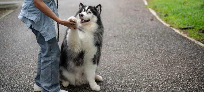 Dog training for beginners header