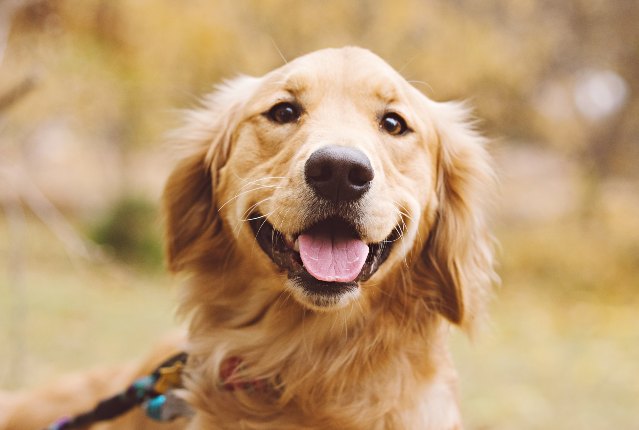 golden retriever outside smiling