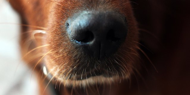 Dog Whiskers: 5 Common Questions Answered | Nylabone