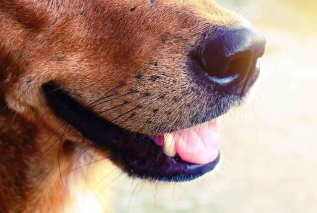 side profile dog snout close-up
