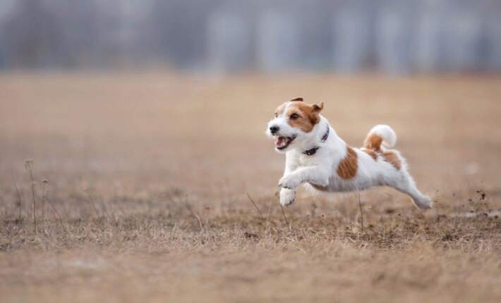 jack russell dog running in a field