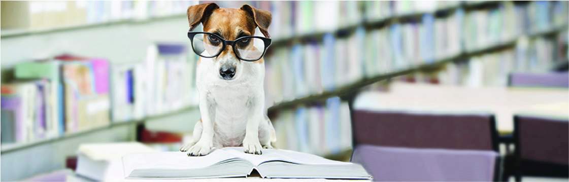 Dog wearing glasses sitting on book