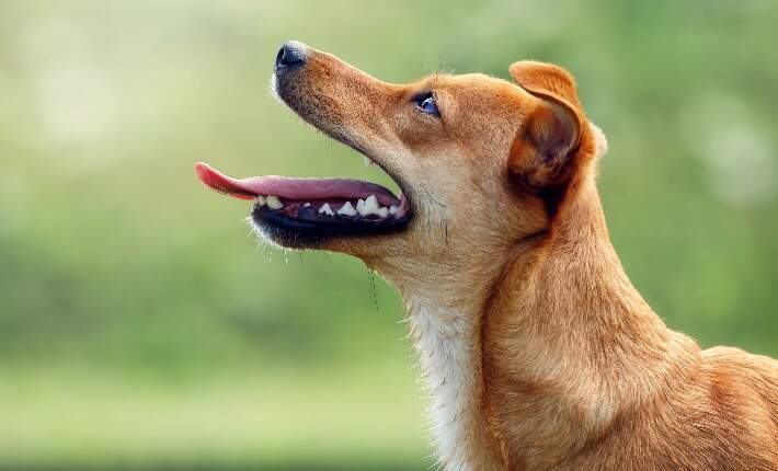 Dog looking up