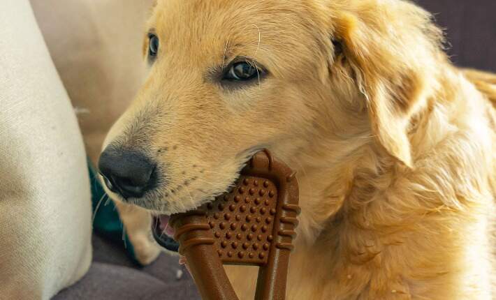 Dog with chew toy