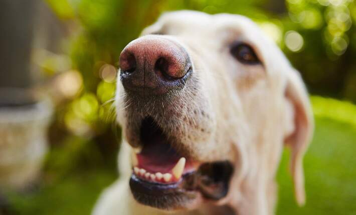 Labrador Retriever mouth