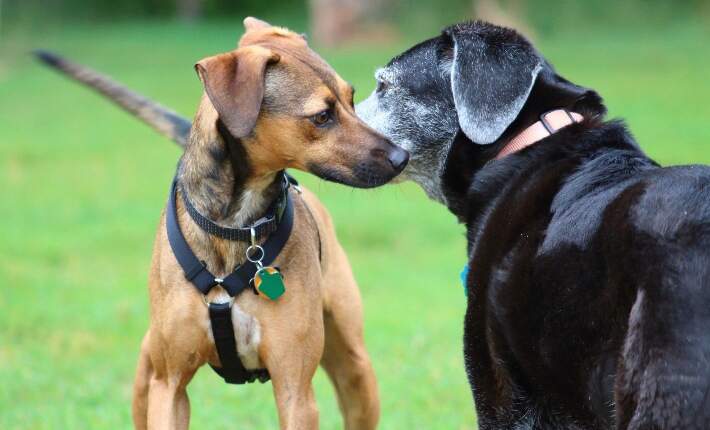 2 dogs smelling each other