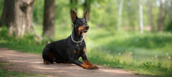 doberman pinscher dog guarding a pathway