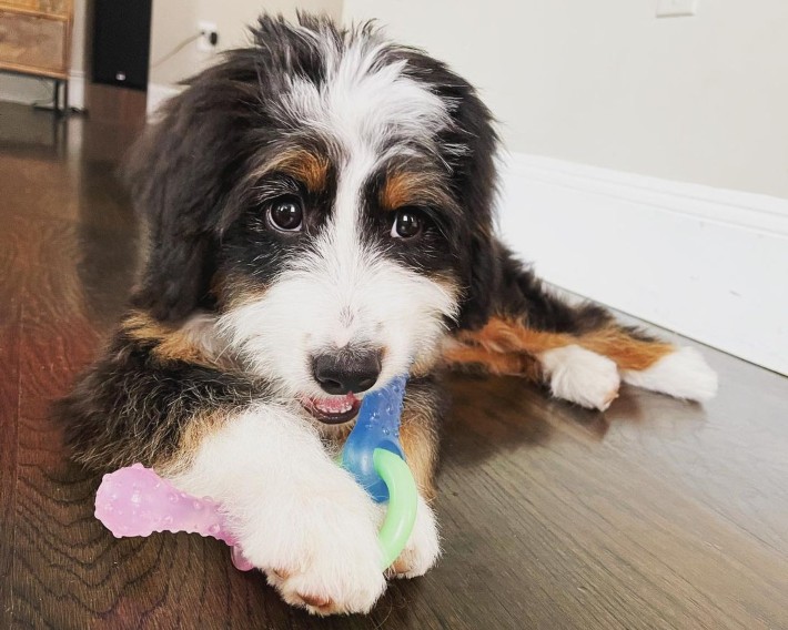 puppy chewing on pacifier teething toy