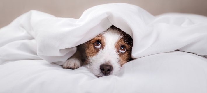 puppy beneath bed covers
