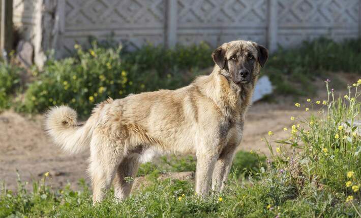 anatolian shepherd standing on grass