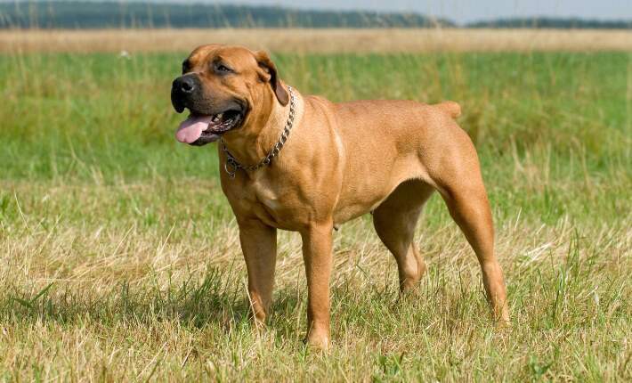 boerboel dog standing on grass