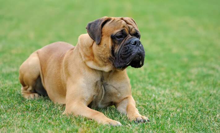 english mastiff laying on the grass