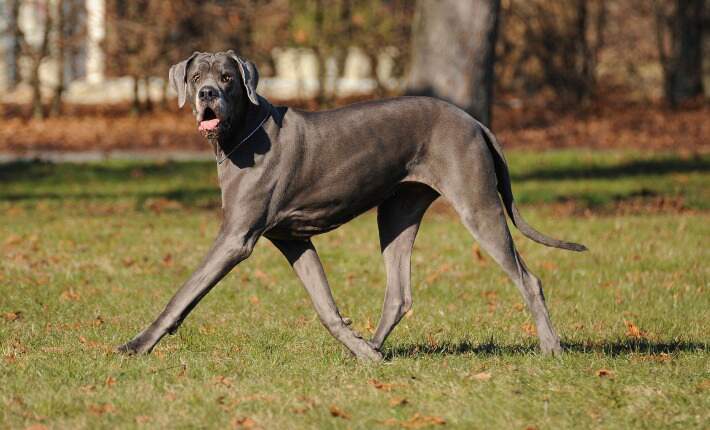 10 Giant Dog Breeds Over 100 Pounds Nylabone 10-giant-dog-breeds-over-100-pounds-nylabone