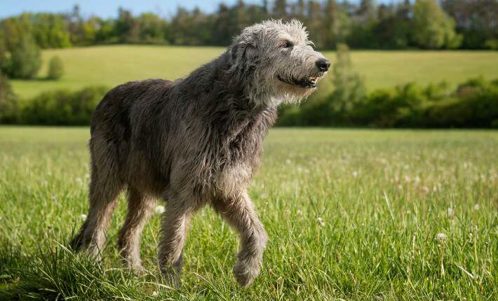 irish wolfhound walking on grass