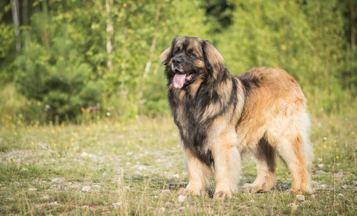 leonberger dog standing on grass