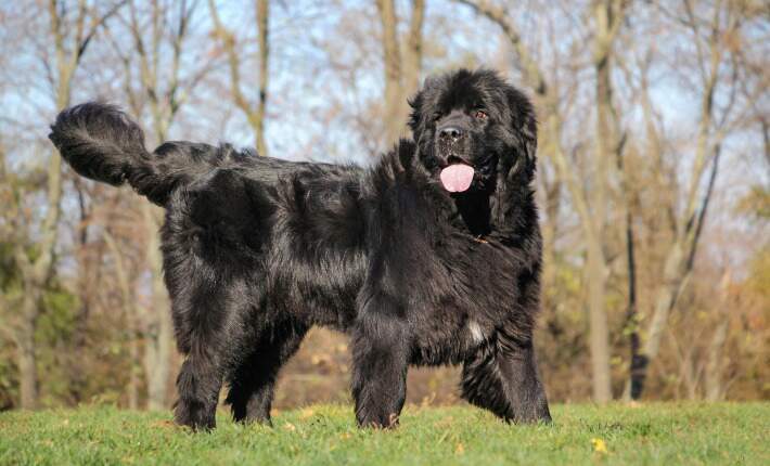 newfoundland dog standing on grass