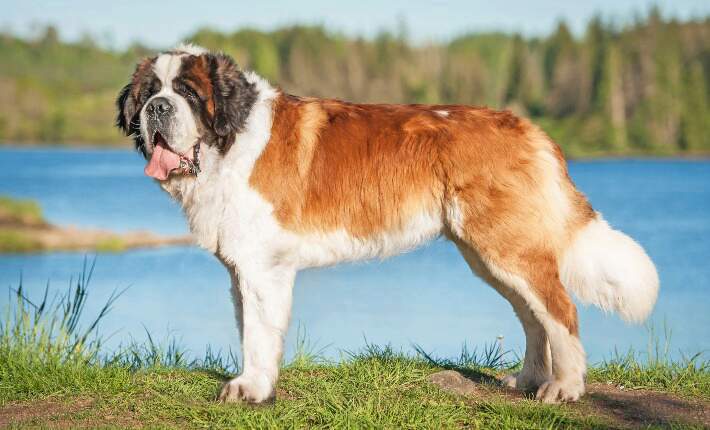 st. bernard standing in front of water