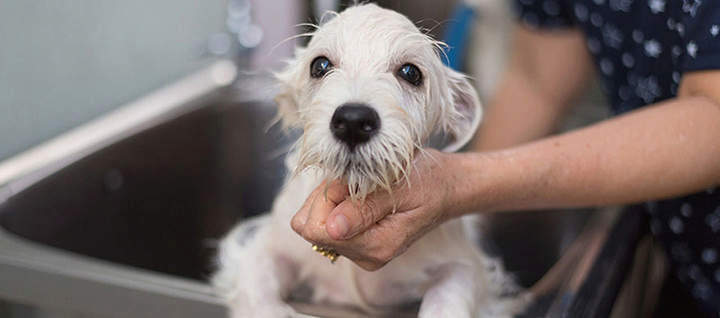 A dog being washed in a sink.
